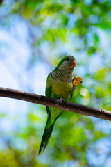 Little green parrot sits on tree and eats cookies