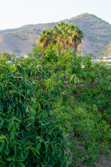Cultivation of tasty hass avocado trees, organic avocado plantations in Costa Tropical, Andalusia, Spain