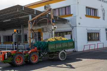 New harvest of sweet white pedro ximenz wine grapes in Montilla-Moriles region, Andalusia, Spain
