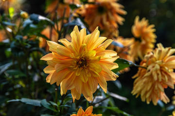 Eatable Flowers in a  swiss herb garden