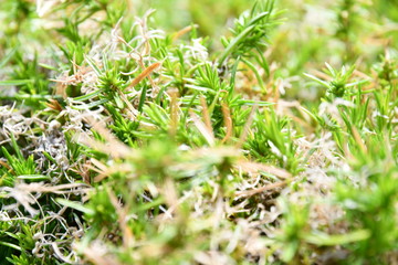 flowers in the garden