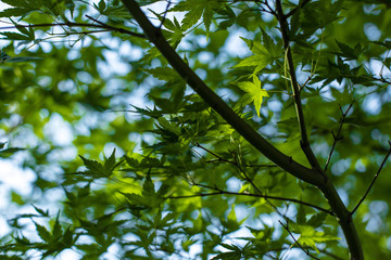 Fototapeta premium Close up view of green maple foliage with blue sky at background