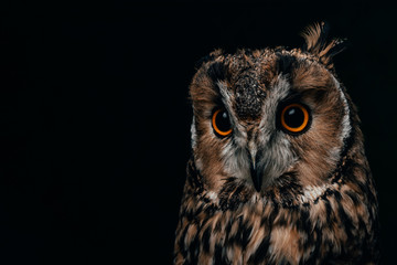 cute wild owl muzzle isolated on black with copy space