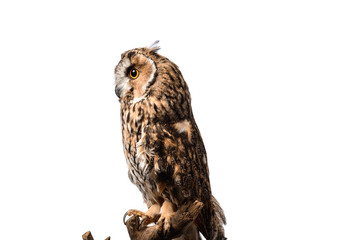 Side view of wild owl sitting on wooden branch isolated on white