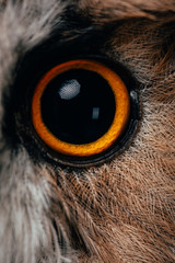 close up view of wild owl orange and black eye