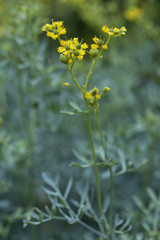 common rue (Ruta graveolens) side view flowers, stem and leafs with a natural green unsharp background