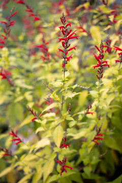 Salvia rutilans 'Golden Delicious' outside in the garden flowering beautiful red with yellow leafs on a unsharp natural background