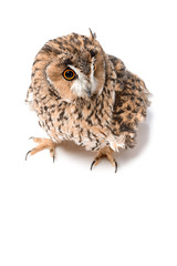 Fototapeta premium cute fluffy wild owl isolated on white with copy space