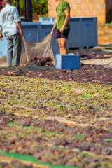 Drying of sweet wine pedro ximenez grapes under hot sun in Montilla-Moriles wine region, Andalusia, Spain