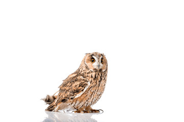 cute fluffy wild owl isolated on white with copy space