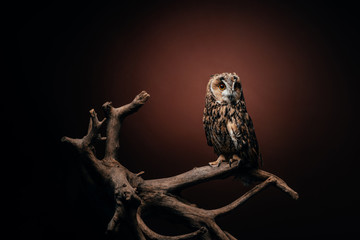 cute wild owl sitting on wooden branch on dark background