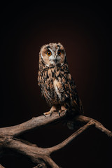 cute wild owl sitting on wooden branch isolated on black
