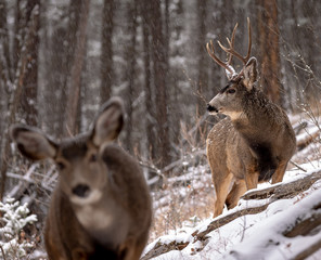 Naklejka na ściany i meble deer in winter