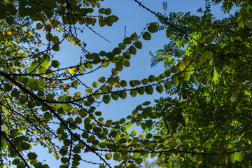 Fototapeta premium Bottom view of branches with green leaves and blue sky at background