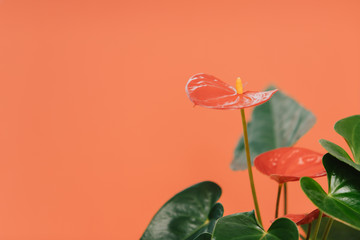 Plant on a red-pink background. Anthurium in an orange pot. Home flower with green leaves, red inflorescence and yellow stamen.