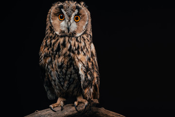 cute wild owl sitting on wooden branch isolated on black