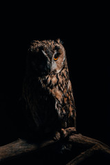 cute wild owl sitting on wooden branch in dark isolated on black
