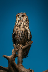 cute wild owl on wooden branch isolated on blue