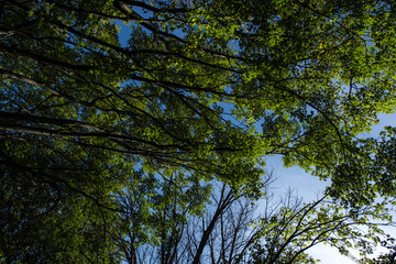Bottom view of trees with green foliage and blue sky at background