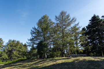 Fototapeta na wymiar Pine trees on green lawn with sunlight and blue sky at background