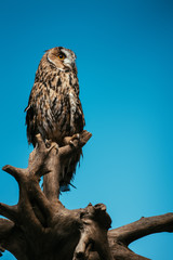 cute wild owl on wooden branch isolated on blue