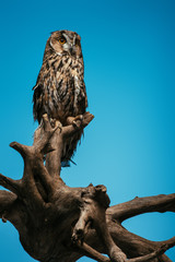 cute wild owl on wooden branch isolated on blue