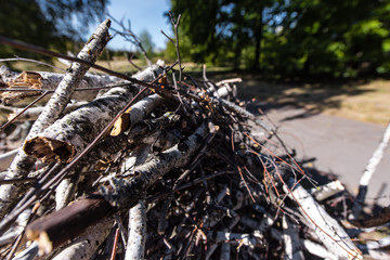 Close up view of firewood and branches in park