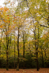 Discoloring trees in an autumn forest