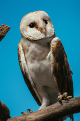 fluffy wild barn owl on wooden branch isolated on blue