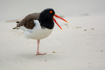 Crazy American Oystercatcher