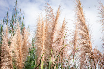 Obraz premium Poaceae grass flower on the lawn 