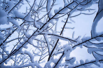 trees branches full of snow