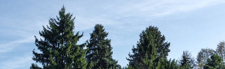 Panoramic shot of fir trees and blue sky with clouds at background