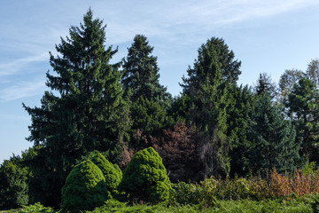 Fir trees and green bushes with sky at background