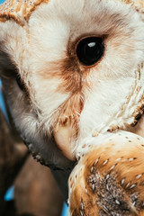 close up view of fluffy wild barn owl muzzle isolated on blue