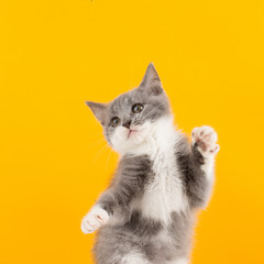 Cute gray kitten funny and fun playing and dancing on a yellow background.