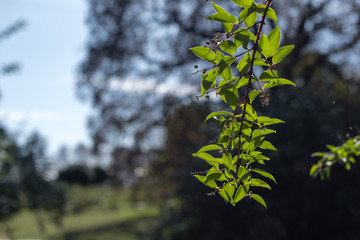 Close up view of branch with green leaves