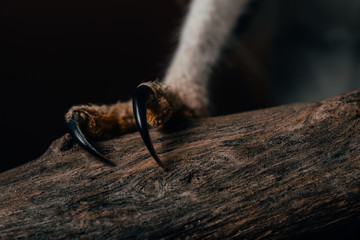 close up view of wild barn owl claws on wooden branch - obrazy, fototapety, plakaty