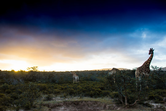 Giraffe Herd At Sunset In South Africa