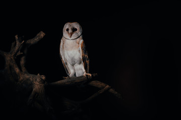 cute wild barn owl on wooden branch in dark isolated on black