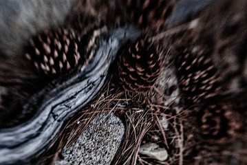 Lensbaby lens blur nature mountain and river wilderness photographs. Nature images with special effects blurs, 
