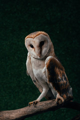 cute wild barn owl on wooden branch on dark background