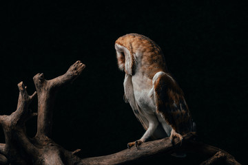 cute wild barn owl on wooden branch isolated on black