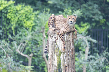 チーター, 子ども
