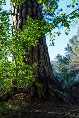 Lensbaby lens blur nature mountain and river wilderness photographs. Nature images with special...