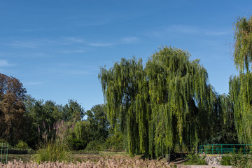 Trees with green leaves and bushes with blue sky at background