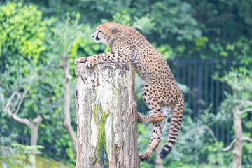 チーター, 子ども