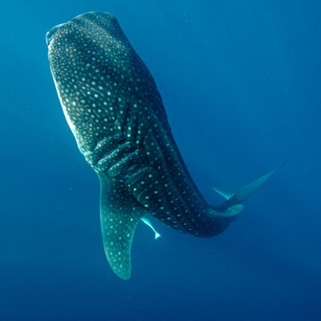 245 Best Requin Baleine Images Stock Photos Vectors Adobe Stock 245 Best Requin Baleine Images Stock Photos Vectors Adobe Stock