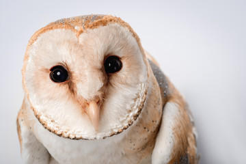 Fototapeta premium close up view of beautiful wild barn owl muzzle isolated on white