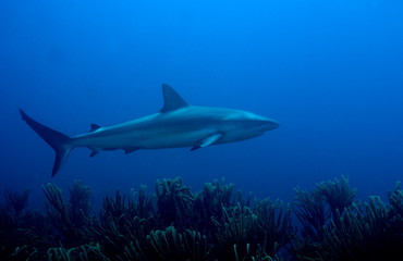 requin des caraibes